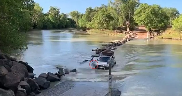 Tài xế vô tình “cán” qua cá sấu ở “khúc sông tử thần” Cahills Crossing (Australia)